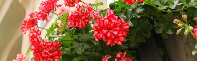 Muškatle će vam cvetati celog leta ako ih zalivate ovom namirnicom