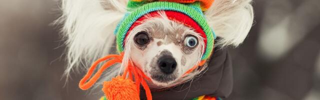 Da li je vaš pas na listi PET NAJOSETLJIVIJIH na hladnoću: Ove rase ne podnose zimu i sneg