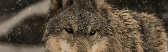 Чопор вукова данима улазио на аеродром у Риминију