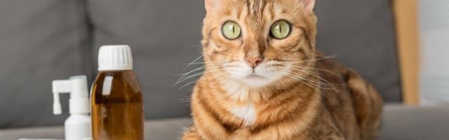 Mačji kašalj nije nimalo bezazlen: Prepoznajte simptome na vreme i pomozite vašem ljubimcu