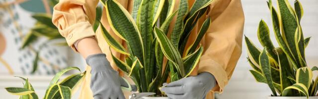 Zašto mnogi stavljaju kašiku pirinča u saksiju sanseverije: Trik iz kuhinje koji daje neverovatne rezultate