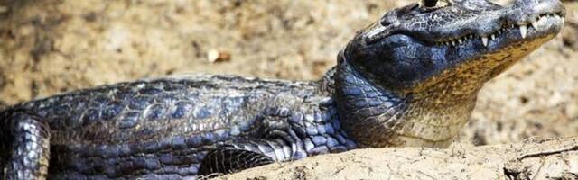 Opasni reptil kajman izazvao paniku u španskom gradu: Pokrenuta hitna potraga