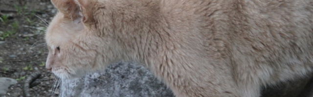 Muž i žena pokušavali da ne dobiju još jedno dete, ali ona je ipak zatrudnela - zbog mačke!