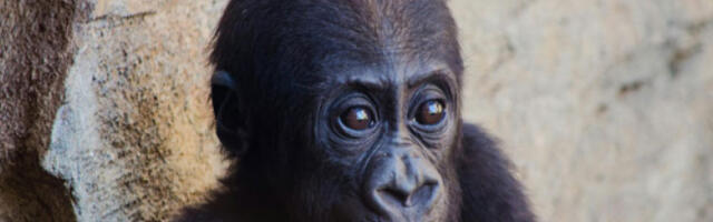 Велики догађај за очување врсте: планинска горила добила близанце (ВИДЕО)