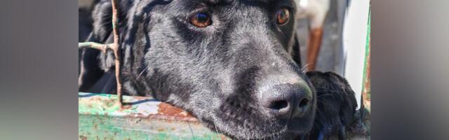 Dobra Mila iz azila traži dom: Crni pas naučio da KROZ REŠETKE KAVEZA dobije malo nežnosti i pažnje