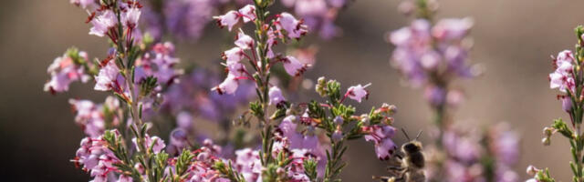 Прскање пестицида у време цветања биља забрањено