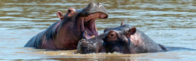 Влада Колумбије успаваће 80 нилских коња Пабла Ескобара