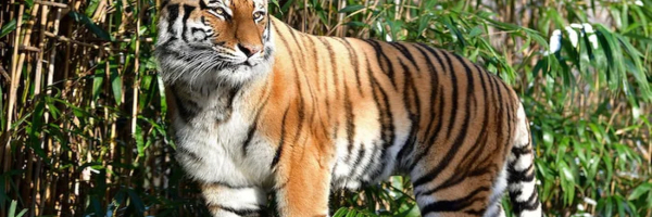 Tigar iz njujorškog Zoo vrta ima korona virus