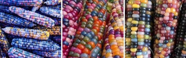 GMO ili jedno od najlepših čuda majke prirode - ljudi ne mogu da se slože oko toga da li je šareni kukuruz zdrav ili ne