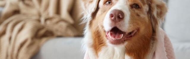 Ova rasa psa prepoznaje svaku vašu laž: Zna kad glumite