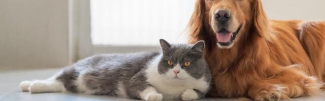 Samo ovaj kućni ljubimac je magnet sreće u domu: Ni pas ni mačka, posebno je važan ženama