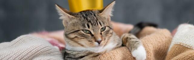 Ove mačke su luđe nego TikTok trendovi - vlasnici širom sveta šokirani (VIDEO)