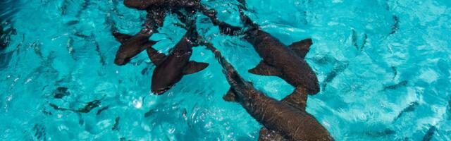 VELIKO OTKRIĆE Ajkule biraju s kim se druže, ko će im biti partner, a koga izbegavaju: Evo kako