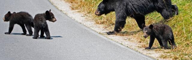 Mečka sa mladuncima seje strah kod Šavnika: Milan ne sme pčele da donese u dvorište