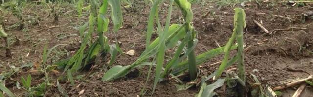 EBRD loan for irrigation infrastructure in northern Serbia