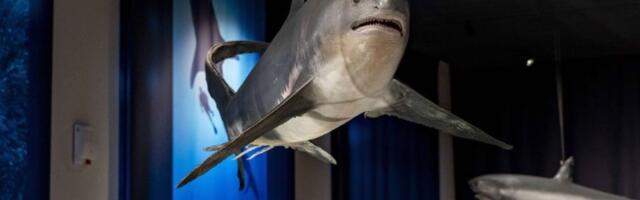 Ajkule u Palati nauke