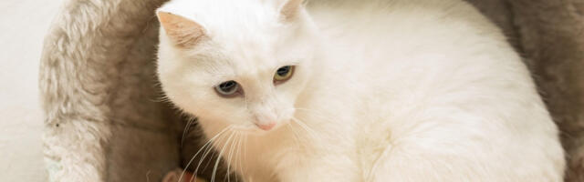 Najbolji pokloni za vlasnike pasa i mačaka: Ideje koje raduju i ljubimce i njihove ljude