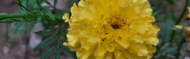 Toplo i drugog dana vikenda, krajem dana naoblačenje na jugu