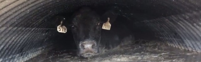 Ovo se ne viđa: Krava zaglavljena u cevi (VIDEO)