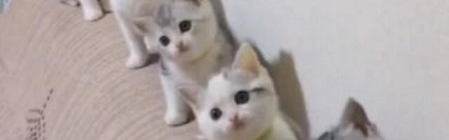 Mačići se njišu u ritmu muzike: Hit na netu (VIDEO)