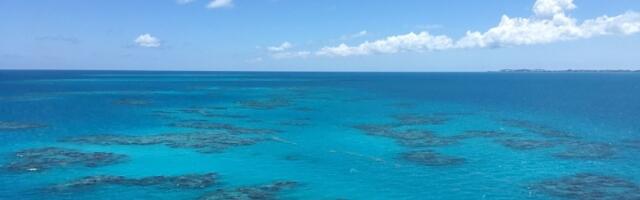 Pronašli džinovsko stvorenje na obali mora! Jedan detalj iznenadio je sve (FOTO)