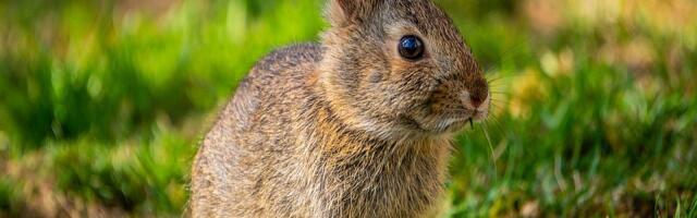 U Luksemburgu registrovana zečja groznice koja se prenosi na ljude