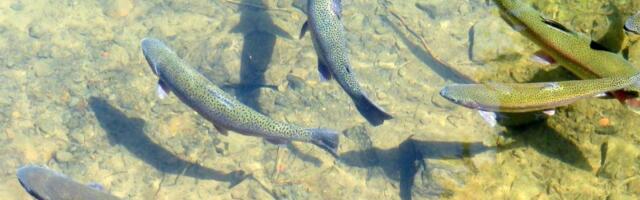 Ministarstvo poljoprivrede uvelo nove subvencije