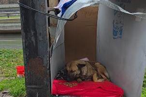 DEČICA PLEMENITOG SRCA SAMA NAPRAVILA KUĆICU ZA NAPUŠTENU KUCU: Mali Užičani doneli joj i ćebence (VIDEO)