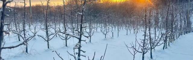 NESVAKIDAŠNJA ŽIVOTINJA USNIMLJENA U KRAGUJEVCU: Trčala usred grada, narod u stanju neverice! (VIDEO)