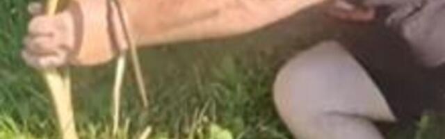 Srpkinje obožavaju ovu biljku u dvorištu, a najviše privlači zmije: Obratite pažnju na jedno