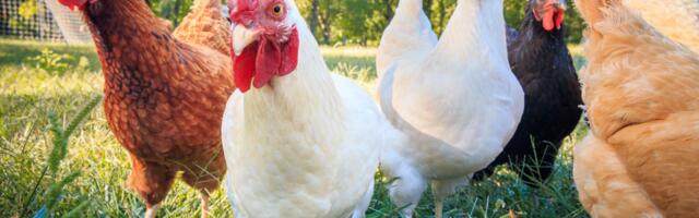 Od radoznalosti do ozbiljnog biznisa: Nemanja iz Stublina ima 500 koka nosilja, proizvodi 12.000 jaja mesečno