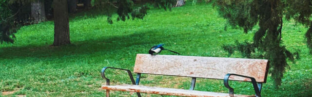 Почело кошење 2.000 хектара травњака у Београду