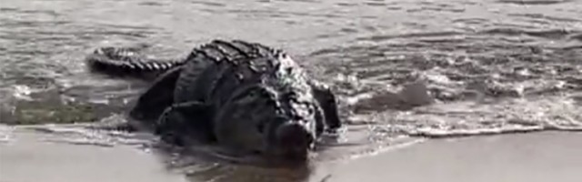 Krokodil se umešao u pecanje: "Ne prestajem da se tresem" (VIDEO)