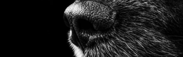 ODUŠEVLJEN IGRAČKOM! Gleda ne trepće! (Video)