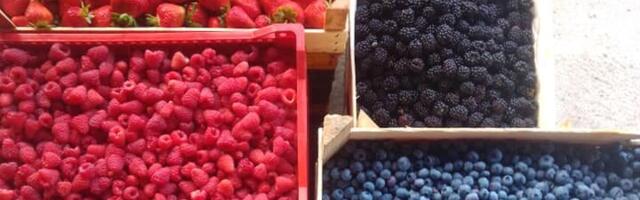 Posle maline pada i cena kupine