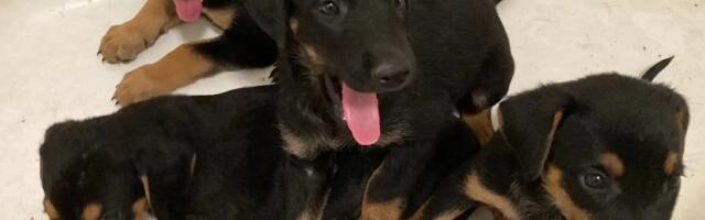 Najveća akcija spasavanja životinja u istoriji SAD: Sa imanja strave u Los Anđelesu izvučeno 316 ljubimaca