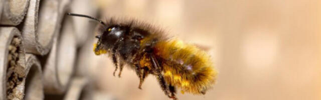 BILO IH JE NA HILJADE! Ogroman broj PČELA napao posetioce tržnog centra! Bežali su koliko ih noge nose (VIDEO)