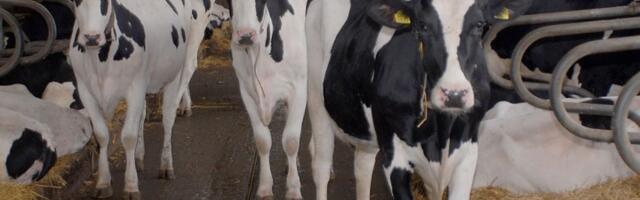 Grom udario u drvo i ubio 31 kravu (FOTO)