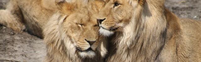 Stiže sezona Lava! 3 znaka ulaze u SREĆAN PERIOD