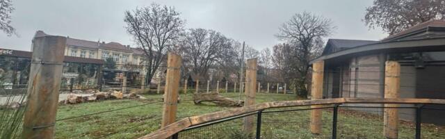 Saznajemo: Maja stiže u maju - Životinja koju Beograđani čekaju 2 godine uskoro u Zoo vrtu