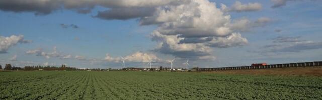 PLOD OVE BILJKE U SRBIJI SE RASPRODA PRE NEGO ŠTO I RODI! Malo je ko gaji, a za njom vlada prava jagma!