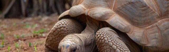 Џиновске корњаче се враћају на острво Флореана