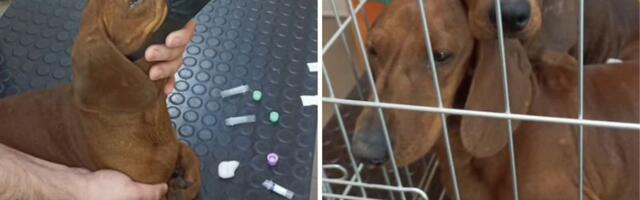 Veterinari i volonteri u suzama: Pronađene majka i kćerka jazavičarke prekrivene neobjašnjivim ranama