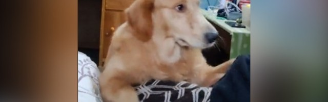 Mazi me: Oduševiće vas ovaj zlatni retriver (VIDEO)