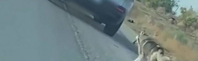 Video haskija koji ne shvata da ga je vlasnik napustio i ostavio na sred puta će vam slomiti srce