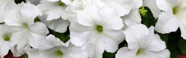 Posadite ovo cveće u februaru i imaćete najlepši balkon od proleća do jeseni (FOTO)