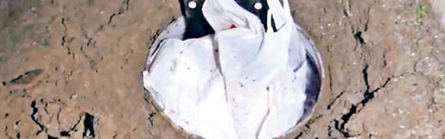 Дро­га у бу­ре­ту