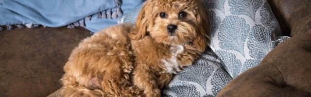 Mali psi koji najduže žive: Zdrave rase koje pucaju od zdravlja, životni vek im je dug