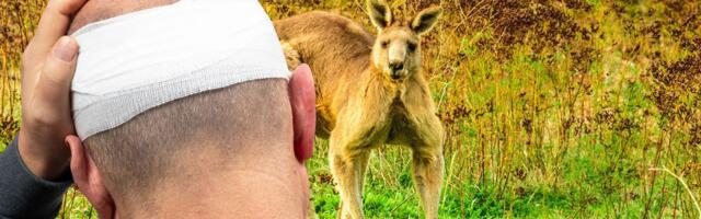 UZNEMIRUJUĆE Kengur brutalno pretukao čoveka: "Nasrnuo je na psa, a onda me udario u lice..."