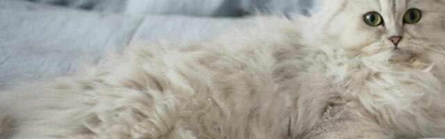 Smaragodno zelene oči i vampirski zubi: Mačak postao internet zvezda (VIDEO)